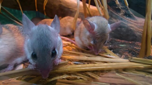 Close up of an asian weed mouse sitting on the ground with other mice and grooming it self