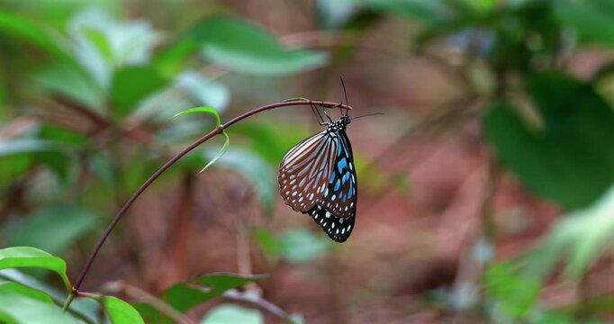 Blue glassy tiger butterfly hangs from a thin branch in a tropical forest. Ideopsis similis perching on plant stem with blurred green foliage background. Slow motion.