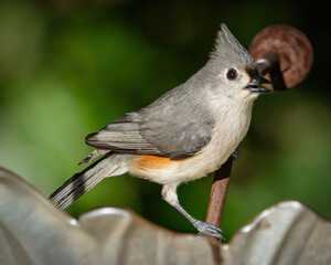 Titmouse on a perch © William
