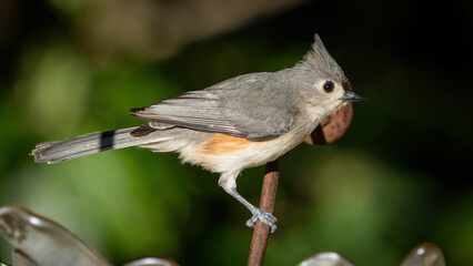 Titmouse on a perch © William