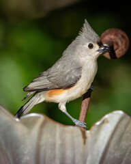 Titmouse on a perch © William