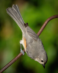 Titmouse on a perch © William