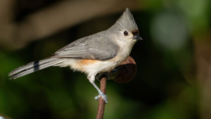 Titmouse on a perch © William
