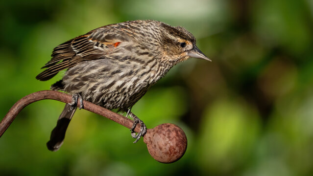 Juvenile red winged blackbird