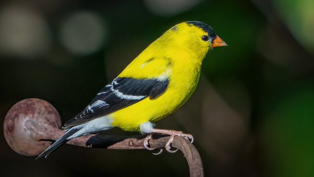 Male Goldfinch on a perch