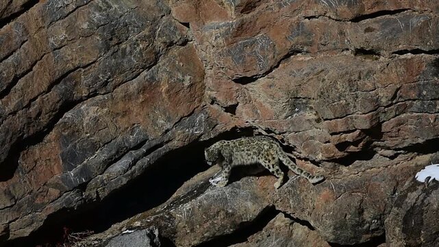 Snow Leopard Cubs Climbing Mountain in India 4K