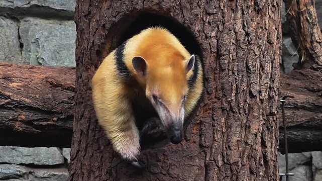 Close up small ant eater walking sitting in a tree stump on. a cloudy spring day
