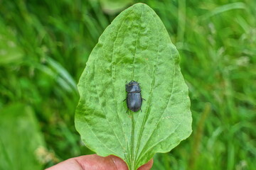 A close-up of a black beetle sitting on a large green plantain leaf, which is held by a human hand. The insect clearly stands out against the background of juicy blurred grass, creating a natural comp © FEDOR