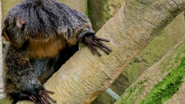 Close up of a female white-faced saki monkey. sitting on a tree and looking around