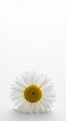 Obraz premium A white daisy with a yellow center against a bright white background, symbolizing nature's simplicity and renewal, perfect for spring or wellness themes