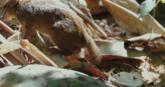 Northern treeshrew (Tupaia belangeri) foraging on tropical rainforest floor among dry leaves and branches during the day. Close-up side view of small mammal in natural habitat.