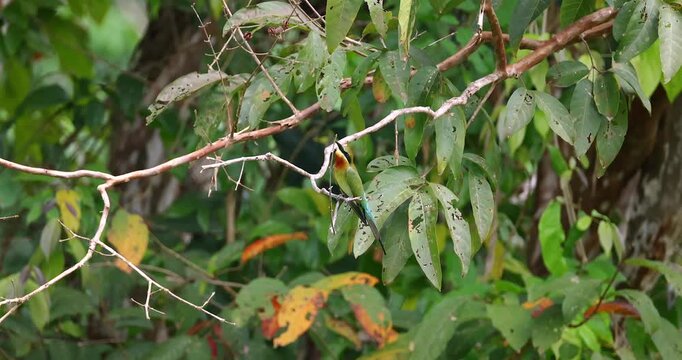 Blue-tailed bee-eater bird perching on thin tree branch surrounded by green leaves in tropical jungle during daytime. Natural wildlife photography shot in Southeast Asia.