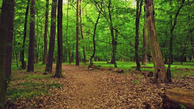 Smooth cinematic flight through lush green spring forest covered with blooming wild garlic flowers. Fresh vibrant vegetation, road and seasonal renewal in European forest.