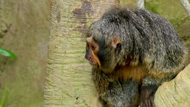 Close up of a female white-faced saki monkey. sitting on a tree and looking around
