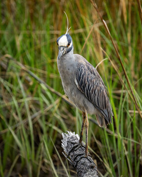 Yellow Crowned Night Heron