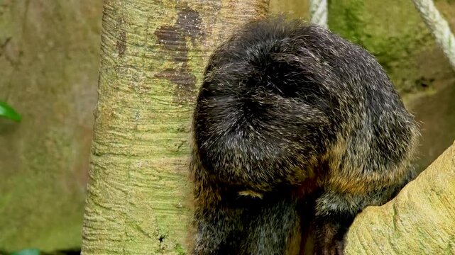 Close up of a female white-faced saki monkey. sitting on a tree and looking around