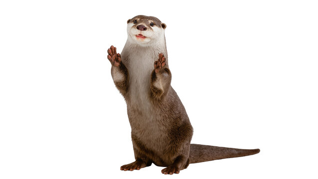 Playful River Otter Standing Upright with Paws Raised