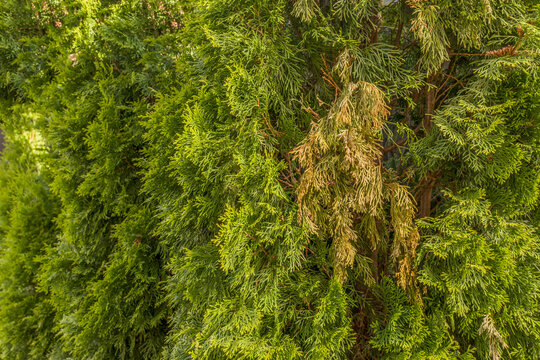Drying branches on Thuja ,Arborvitae, are commonly caused by fungal infections. Gardener uses pruning shears