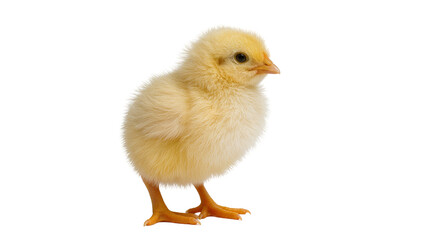 Fototapeta premium Fluffy yellow chick standing with small legs and orange beak