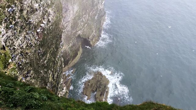 Moody footage of Bempton Cliffs, UK, in overcast mist, with gannets, guillemots, razorbills, and gulls flying along dramatic coastal cliffs