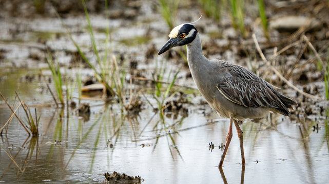 Yellow Crowned Night Heron