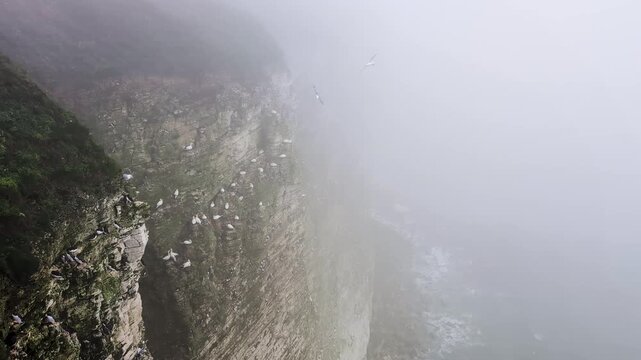 Moody footage of Bempton Cliffs, UK, in overcast mist, with gannets, guillemots, razorbills, and gulls flying along dramatic coastal cliffs