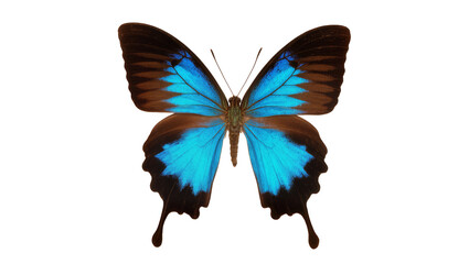 Blue Morpho Butterfly with Brown Wing Edges and Delicate Antennae © Fried