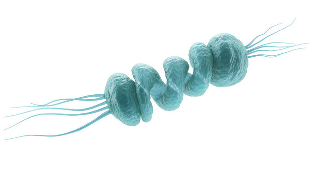Blue spiral bacteria with flagella, isolated on transparent background