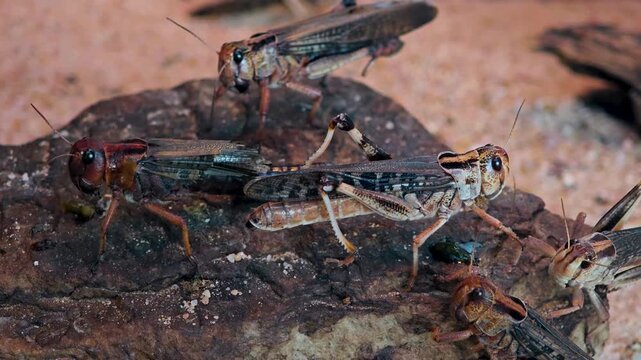 Close up macro shot of grasshopper moving around in sand on a cloudy day
