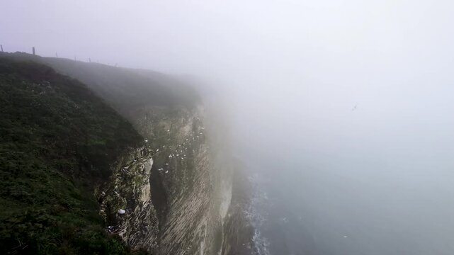 Moody footage of Bempton Cliffs, UK, in overcast mist, with gannets, guillemots, razorbills, and gulls flying along dramatic coastal cliffs