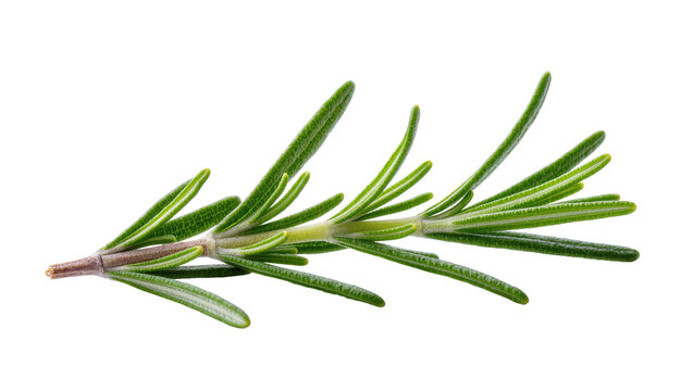 Fresh green rosemary sprig with thin needles, isolated on transparent background