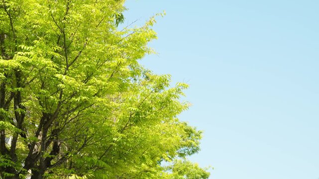 マンションの敷地に広がる美しい新緑。風に揺れる木々と豊かな居住環境