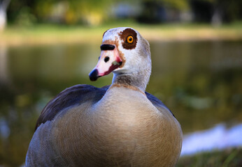 portrait of Egyptian geese with lake in the background  © Edson