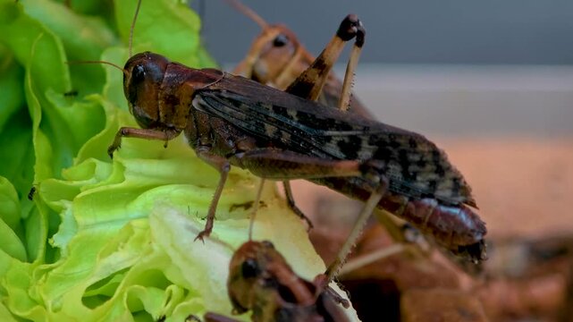 Close up of grasshoppers eating lettuce and moving around on a cloudy day