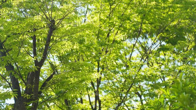 マンションの敷地に広がる美しい新緑。風に揺れる木々と豊かな居住環境