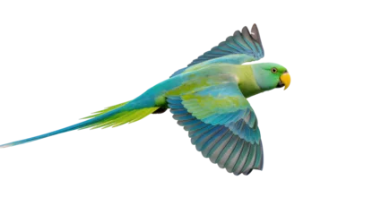 Fototapeten Papagei Blue-green parrot with long tail flying, isolated on transparent background  © Elena
