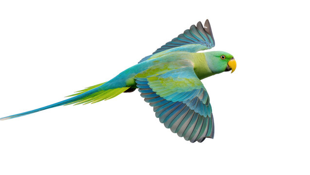 Blue-green parrot with long tail flying, isolated on transparent background