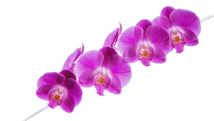 Obraz premium Vibrant purple orchid flowers on a thin stem, isolated on transparent background