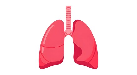 Fototapeta premium Illustration of the Human Respiratory System, Showing the Trachea and Two Lungs in Pink Against a White Background