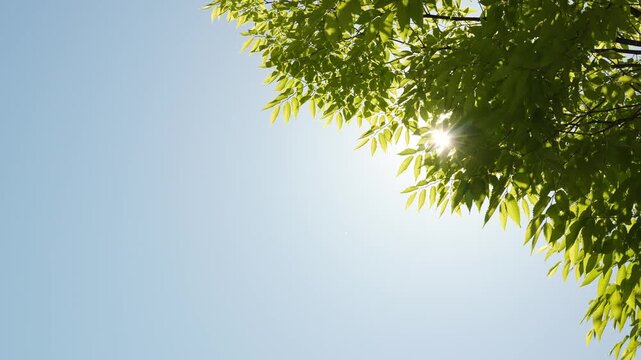 青空を背景に新緑の若葉の間でキラキラ輝く太陽