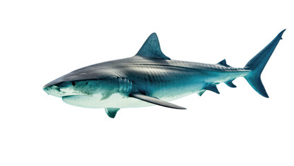 Fototapeta premium Large predatory shark with sharp teeth, isolated on transparent background