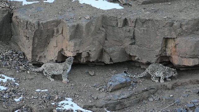 Snow Leopard Cubs enjoying together and strolling in their territory in the Himalayas. Part 1
