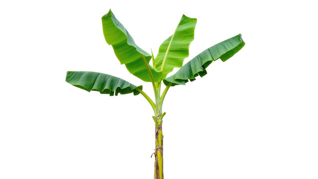 Young banana tree with large green leaves, isolated on transparent background