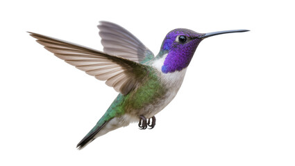 Obraz premium Small hummingbird with iridescent purple throat green body and wings spread, isolated on transparent background
