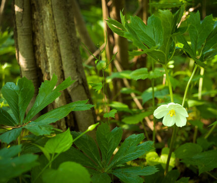 Mayapple bloom in woodland forest along the C&O Canal in Sharpsburg, Maryland, USA
