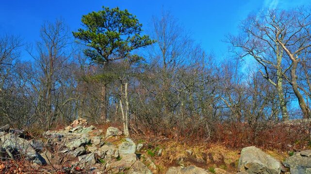 Lone pine tree on rocky summit of Mount Tammany. Evergreen tree among leafless deciduous trees on a rocky mountain ridge. Bright blue sky, sunny day, nature landscape.