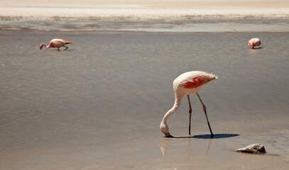 Flamingos in einer Lagune in Bolivien (Altiplano) © chris74