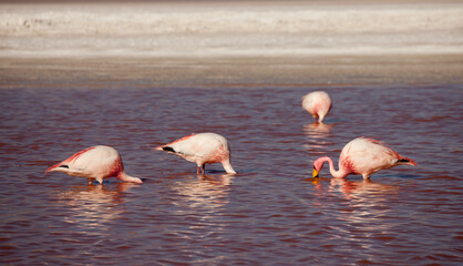 Flamingos in einer Lagune in Bolivien (Altiplano) © chris74