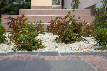 Rose bushes grow in a flowerbed with white pebbles. Gardening and landscaping concept. © Таня Микитюк