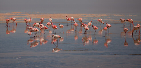 Flamingos in einer Lagune in Bolivien (Altiplano) © chris74